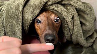 Mini dachshund's reaction when waking up to food!