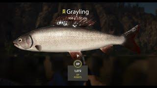 Russian Fishing 4  Belaya River | Grayling Active Spot  #19