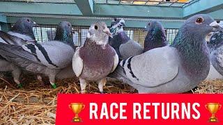 WINDY Racing Pigeon Arrivals [First race 2024]