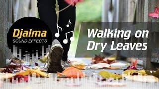 Walking On Dry Leaves - Sound Effect