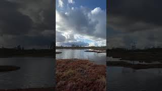 Bog in north #Estonia. I’ve hiked in a weekend there and through forest. #cyrilloshots #hike