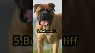 Top 10 Most Dangerous Dogs In The World. By-aryan G.S Short Video. #short