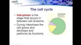 Cell Cycle and Mitosis Presentation