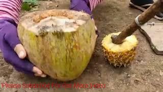 Method Technique _ Grafting Mango Tree Using Coconuts Growing Faster and Has Many Fruits