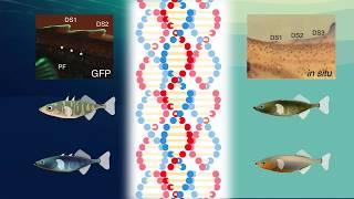 The genetic basis for spine length differences in sticklebacks