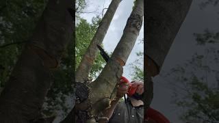 Felling trees with a Taranzy mini chainsaw