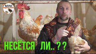 Самый эффективный способ определения яйценоскости курицы. Отбраковка.