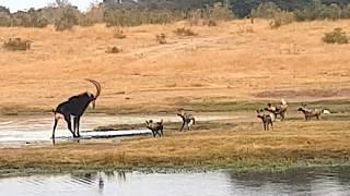 Painted wild dogs attacking a Sable antelope