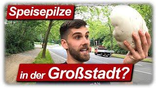 Pilze sammeln in der Großstadt? | Heilpilz im @gartengemuesekiosk Garten