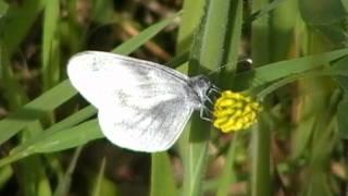 Wood White