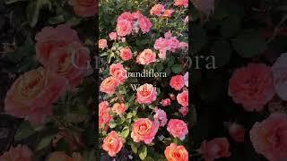 EDROSES/Троянда  Вайкікі  (Waikii, Waiheke) Samuel Darragh McGredy IV, Грандіфлора (Grandiflora)