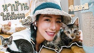 Catster คาเฟ่แมวจร มาเอาน้องไปเลี้ยงได้เลย ฟรี!! ll Bivoyage