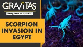 Gravitas: Biblical Plague? 503 people stung by Scorpions in Egypt