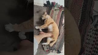 Relaxing with my pets HD Video no loop no sound dog and cat