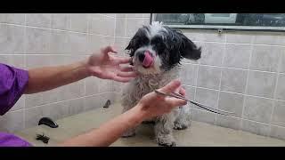 How to groom a Bichon/Shih-Tzu dog breed, full grooming transformation, #5 blade & scissors