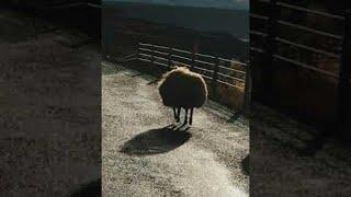 Bouncing Sheep in Iceland || ViralHog