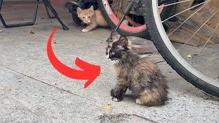 The stray kitten, bullied by its peers, wouldn't leave my feet, hoping to be taken home.