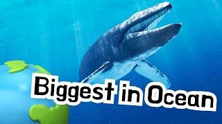 The Blue Whale Is Actually The LARGEST Animal On Earth S02E24