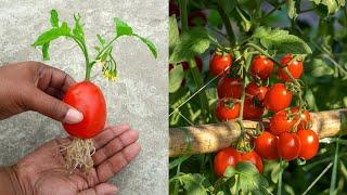 Grow tomato by unique way