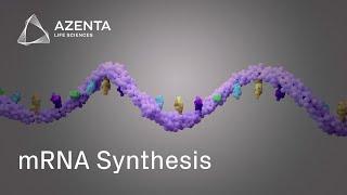 Custom mRNA Production via Gene Synthesis and In Vitro Transcription