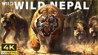 NEPAL | Kingdom of Elite Predators | 4K Animal Documentary