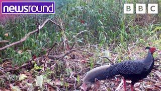 Unusual animals caught on camera | Newsround