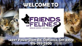 Friends of Felines Rescue Center