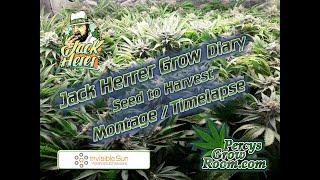 Jack Herrer Cannabis Grow Diary, Montage, Seed, to Harvest