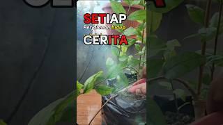 Potong hingga tuntaskan #bonsai #tree #perjalanan #fypシ゚ #viral