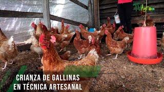 Crianza de gallinas en técnica artesanal - TvAgro por Juan Gonzalo Angel Restrepo