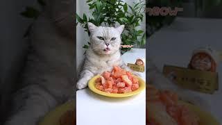 【Chef Cat ChangAn】Healthy！Let‘s ’make Pomelo Candy #CatCookingASMR  #Shorts