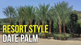 Resort Style Date Palm