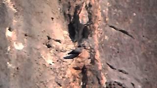 Picchio muraiolo - Wallcreeper