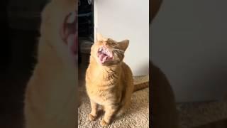 Vocal cat.