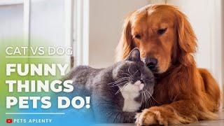 CATS VS DOGS Funny Things Pets Do! | Funny Animals