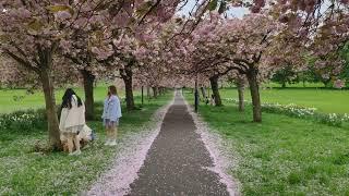 Blossom Trees at the Stray in Harrogate