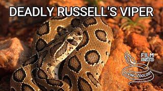 Deadly venomous Russell's viper, the most dangerous snake in the world, snakebite in India