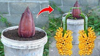 Great Technique For Grafting Banana Tree Growing fast with aloe vera & Toothpaste 100% Success