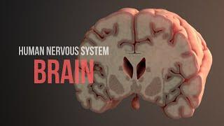 Human Nervous System (Part 2) - How the Brain Works! (Animation)