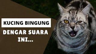 Kucing Bingung Dengar Suara Ini...