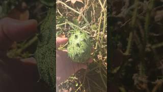 Garden damage part 2! JELLY MELONS! #natural #nature #organic #garden #organicfarming #gardening