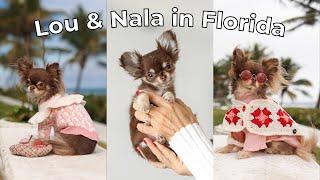An UNFORGETTABLE Vacation  (Lou & Nala's 1st Florida Vacation)