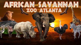 The African Savannah at Zoo Atlanta | Ep. 10
