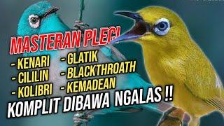 Masteran Pleci Nembak Full Isian KOMPLIT Berkelas‼️Pleci Gacor