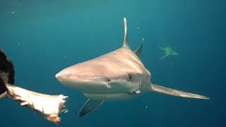 Swimming with Sharks off the Florida coast in 2024 with @dianawdowd @floridasharkdiving3852