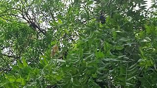 Crow Pheasant (Mahokh), probably female, sitting on a Neem tree.