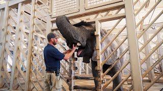 Beyond the Barrier - Geriatric Care PART 1 | Sedgwick County Zoo