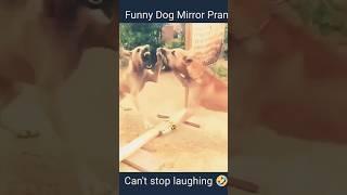 Mirror Prank with dog #shorts #dog #mirrorprank