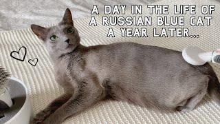 A Day in the Life of a Russian Blue Cat | A Year Later… Sebastian Edition 