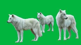 White Wolf Green Screen Videos free green screen, animals, Wolf, chroma key, 3d animation, 4K, hd